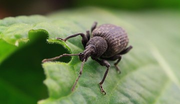 Integrated management